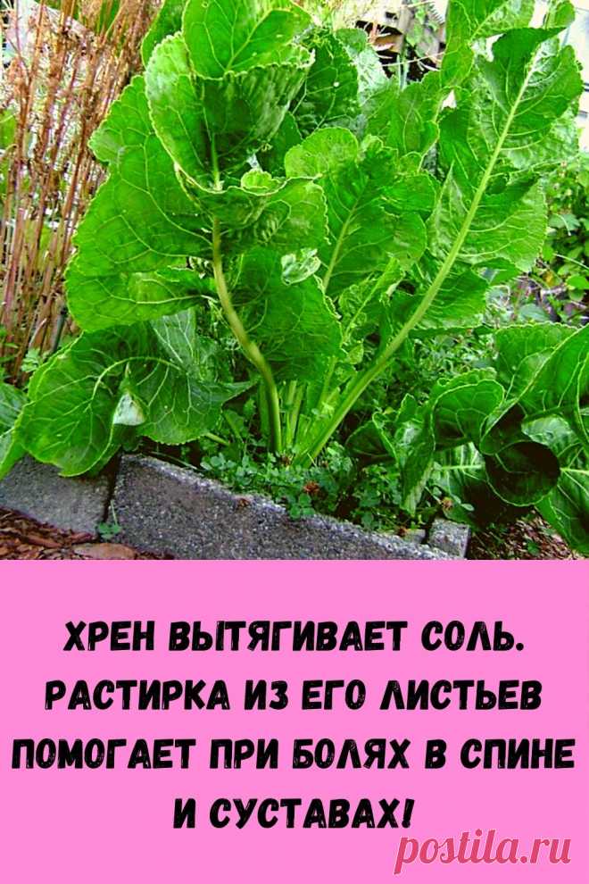 Хрен вытягивает соль. Растирка из его листьев помогает при болях в спине и суставах! - womenres.ru Cейчас самое время избавиться от всей соли, которая накопилась в организме и может привести к солевым болезненным отложениям.   Возьмите свежие крупные листья хрена – 2 шт. Перед сном окуните их с двух сторон кипяток и сразу положите на спину, захватывая шею, предварительно смазав эти области растительным маслом. Обвяжите тканью. Возможно легкое жжение, но боли […]
