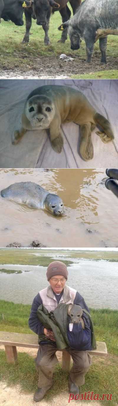 Baby seal rescued in England after cows find her - NY Daily News
