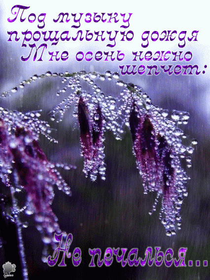 Живые фотографии – Живые картинки – Сообщество – Google+