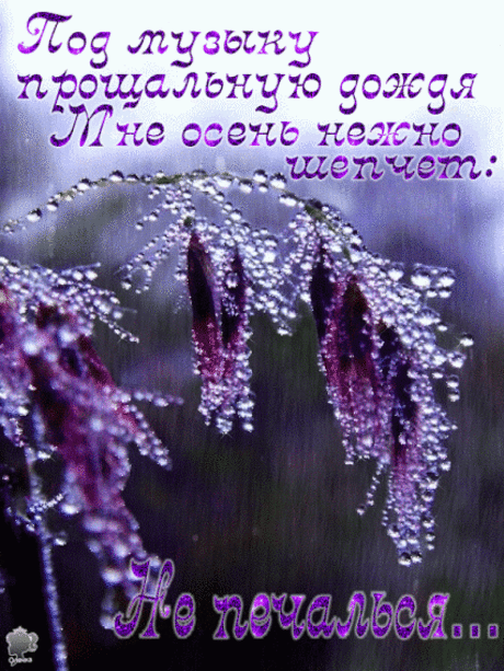 Живые фотографии – Живые картинки – Сообщество – Google+