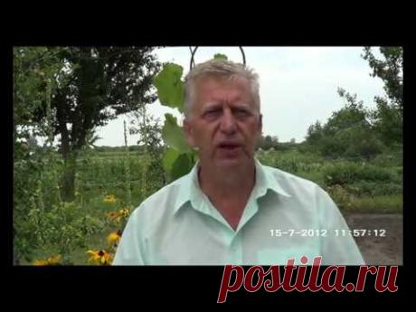 № 56 Чудеса физических исцелений сегодня  mp4