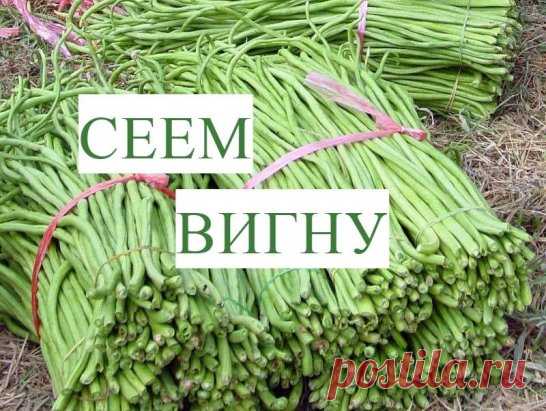 Вигна Овощная. Сеем Вигну на Рассаду.
https://www.youtube.com/watch?v=G4kvqrapptM&index=164&list=PLqCZWqsWs4QLhdGQ96xOLzYo2WDcwr7Z_
