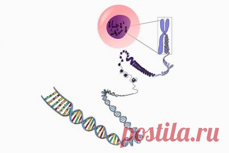 Раскрыт загадочный случай пациентки с 12 опухолями. Ученые Испанского национального центра исследования рака CNIO описали уникальный случай пациентки, у которой за 40 лет жизни развилось 12 различных опухолей в разных частях тела, при этом пять из них были злокачественными. Причиной стала мутация, вызвавшая хромосомную нестабильность и генетические дефекты при митозе.