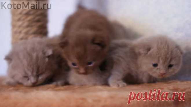 Мы совсем совсем маленькие | KotoMail.ru