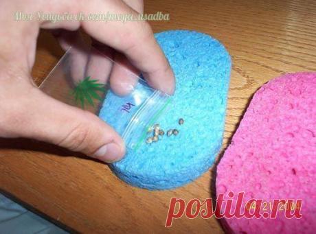 РАССАДА БЕЗ ЗАМОРОЧЕК