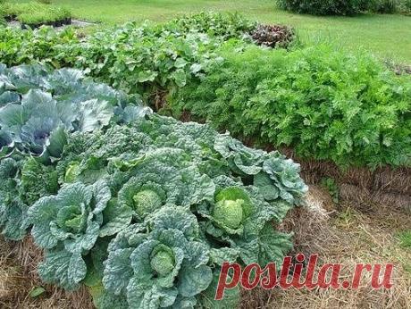 Солома в удобрении сада и огорода
Гимн соломе
Земледельцы Древнего Шумера не имели представления о бактериях, они просто и честно делали то, что соответствовало законам природы, установленных Создателем. Пользуясь примитивной сохой, не переворачивали пласты почвы, не губили аэробные и анаэробные бактерии, не травили их минеральными удобрениями и за это вознаграждались гигантскими в нашем понимании урожаями.
Но ведь питательные вещества выносятся вместе с урожаем из почвы, ...