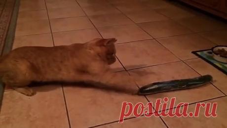 Реакция котов на огурцы