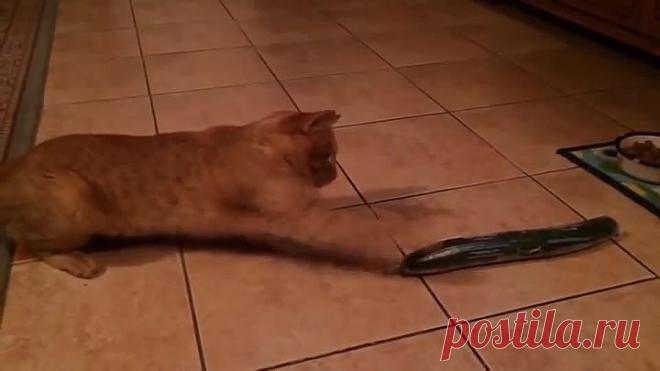 Реакция котов на огурцы