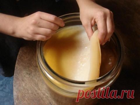 Чайный гриб - как вырастить с нуля и дальнейший уход