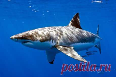 EL SEA https://storify.com/elreydelmundo1/the-sea