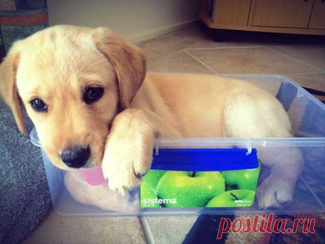 Животные, у которых собственное мнение насчет слова «удобно»