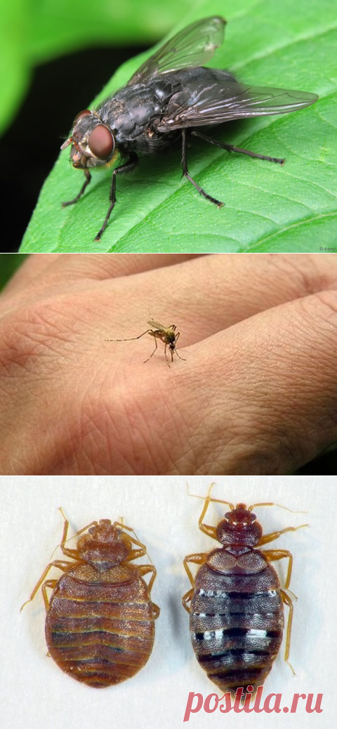 Народные средства борьбы с мухами, комарами и клопами! » Женский Мир