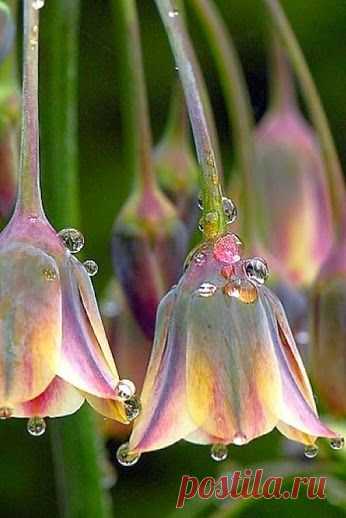 EVERY KIND OF FLOWERS – Сообщество – Google+