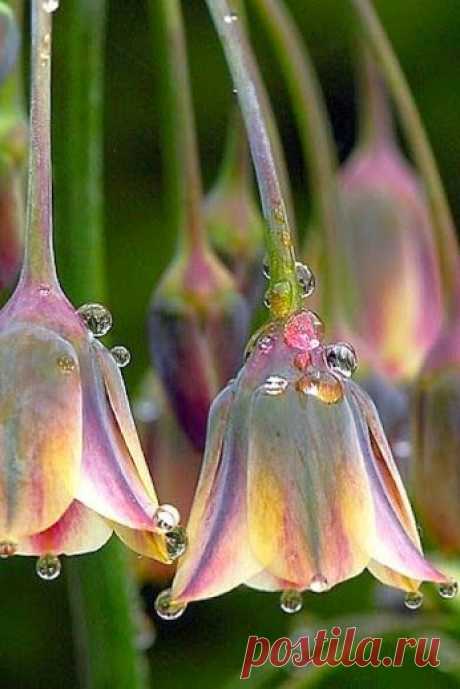 EVERY KIND OF FLOWERS – Сообщество – Google+