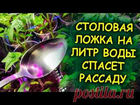 ОДНА столовая ложка на литр воды спасет залитую рассаду от гибели. Чем спасти рассаду при переливе.