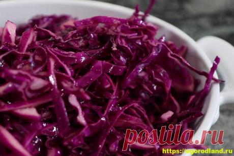 Свежий капустный салат с огурцом и арахисом Из краснокочанной капусты, свежих огурцов и арахиса можно приготовить легкий, полезный