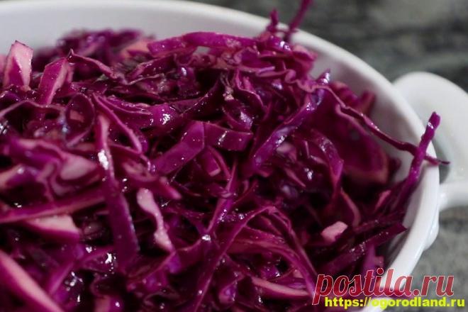 Свежий капустный салат с огурцом и арахисом Из краснокочанной капусты, свежих огурцов и арахиса можно приготовить легкий, полезный