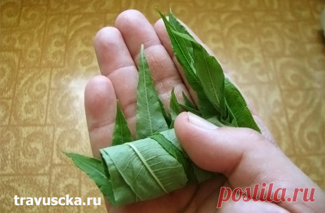 Копорский чай - приготовление в домашних условиях