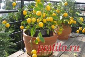 КОМНАТНЫЙ ЛИМОН: ВЫБИРАЕМ, САЖАЕМ, УХАЖИВАЕМ