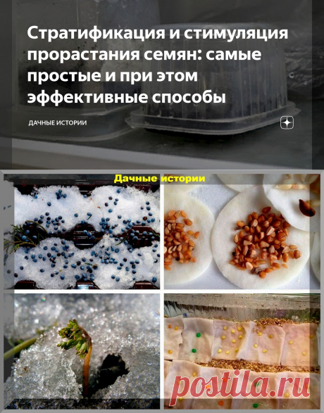 Стратификация и стимуляция прорастания семян: самые простые и при этом эффективные способы | Дачные истории | Яндекс Дзен