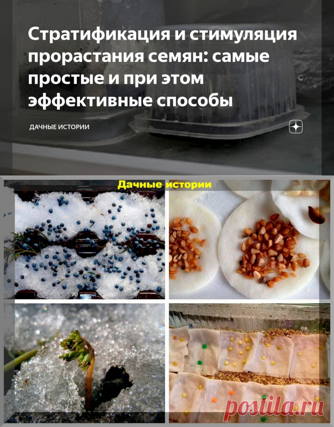 Стратификация и стимуляция прорастания семян: самые простые и при этом эффективные способы | Дачные истории | Яндекс Дзен