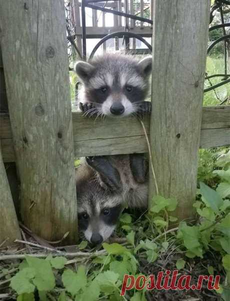 Лесные гости. Дикие животные подружились с людьми