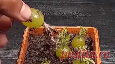 video_4662830305545.mp4
