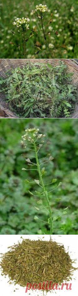 Лечебные свойства пастушьей сумки