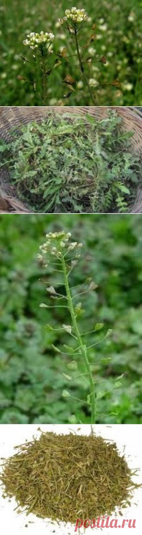 Лечебные свойства пастушьей сумки