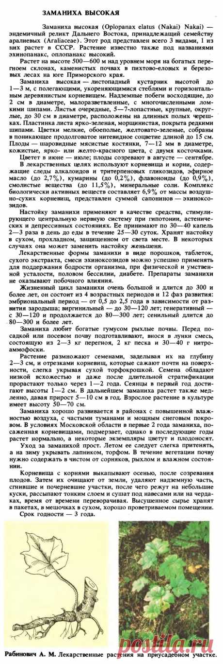 Заманиха высокая