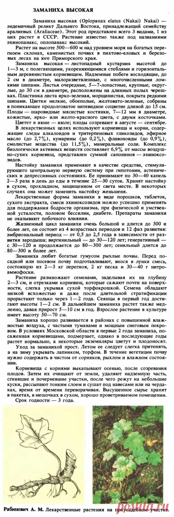 Заманиха высокая