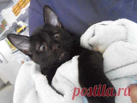 Vet Clinic Saves Cross-eyed Cat Abandoned on Doorstep, Cat Returns the Favor. - Love Meow