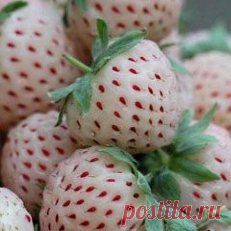 Земляника садовая (клубника) Пайнберри | Огородник.by - советы садоводам и огородникам, товары для сада и огорода