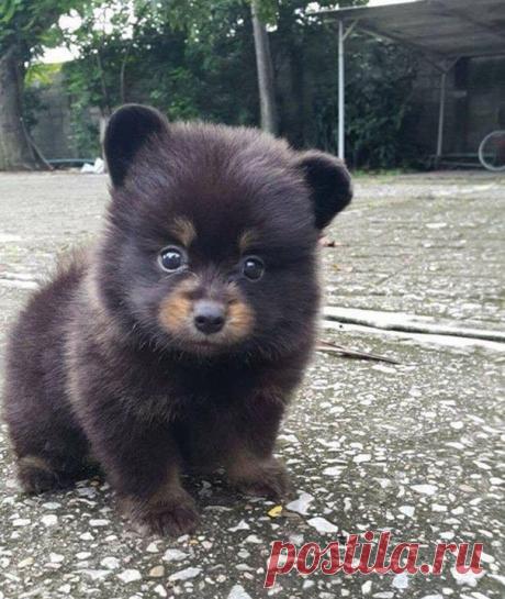 Щенки, которые выглядят слишком прелестными, чтобы быть настоящими