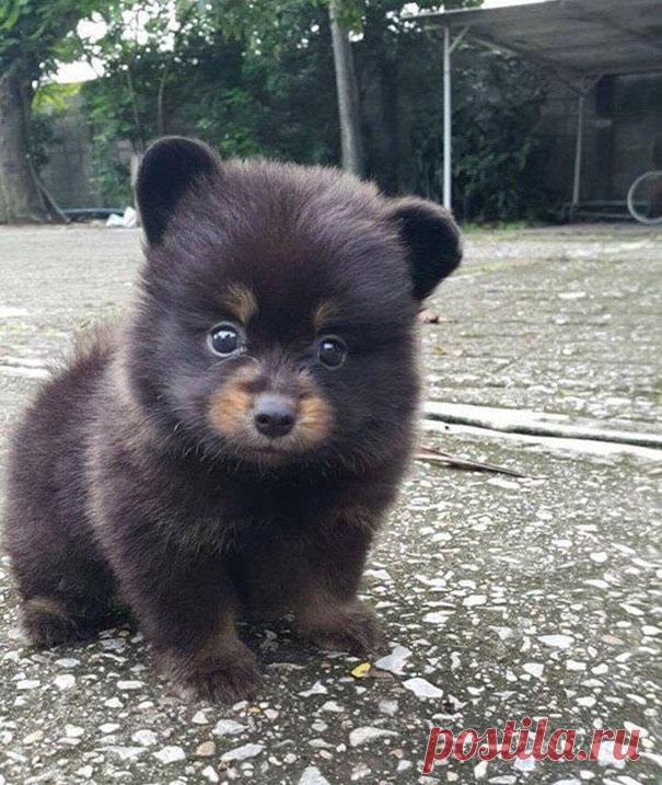 Щенки, которые выглядят слишком прелестными, чтобы быть настоящими