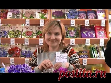 ДФ.Как раскрыть потенциал фиалки. Н.Чистякова