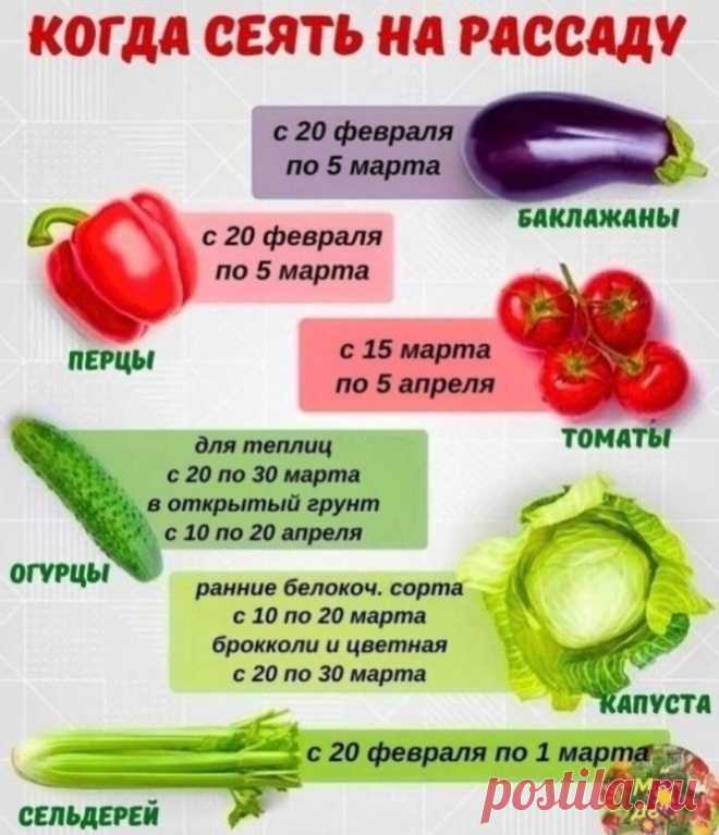 Дачники вмиг загребли этот гибрид огорцов. Он дает урожай огурцов 90 кг всего с 13 кустиков... Идеален для огорода на подоконнике зимой. | Твоя Дача | Дзен