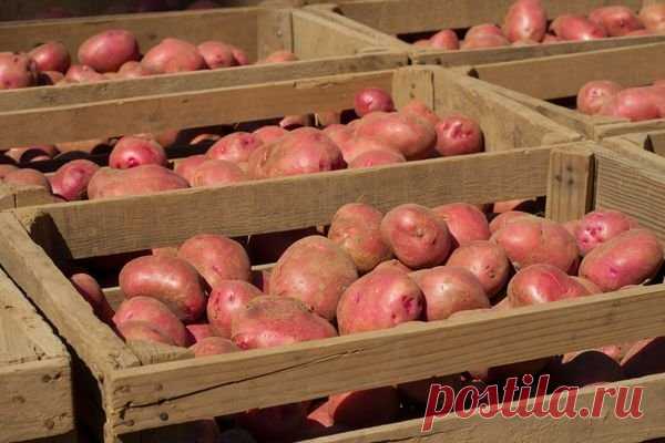 Секреты посадки картофеля, о которых вы, возможно, еще не знали