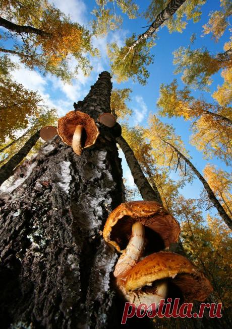 35PHOTO - Вадим Трунов - К небу