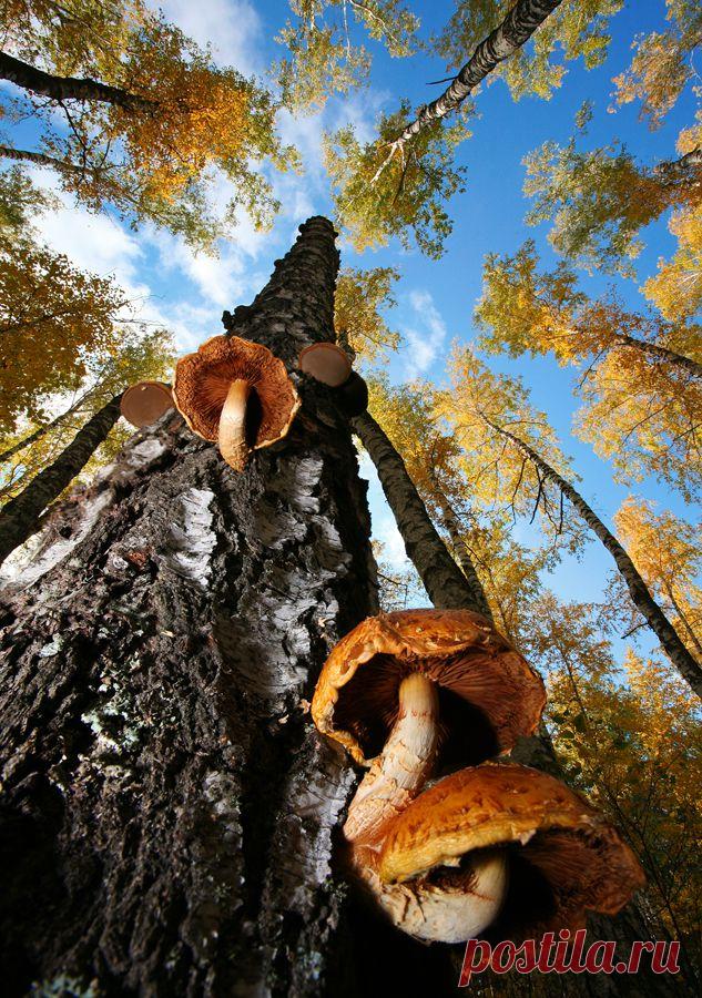 35PHOTO - Вадим Трунов - К небу