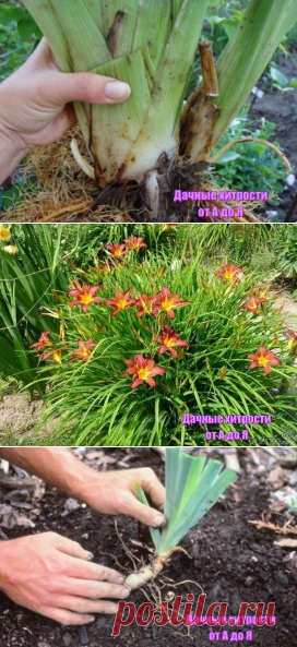 КАК БЫСТРЕЕ НАРАСТИТЬ КУСТЫ ЛИЛЕЙНИКОВ