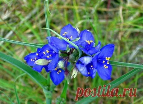 Шикарные многолетники, которые цветут все лето. Посадите их к следующему году и ваш сад превратится в яркий оазис | Дом твоей мечты | Дзен