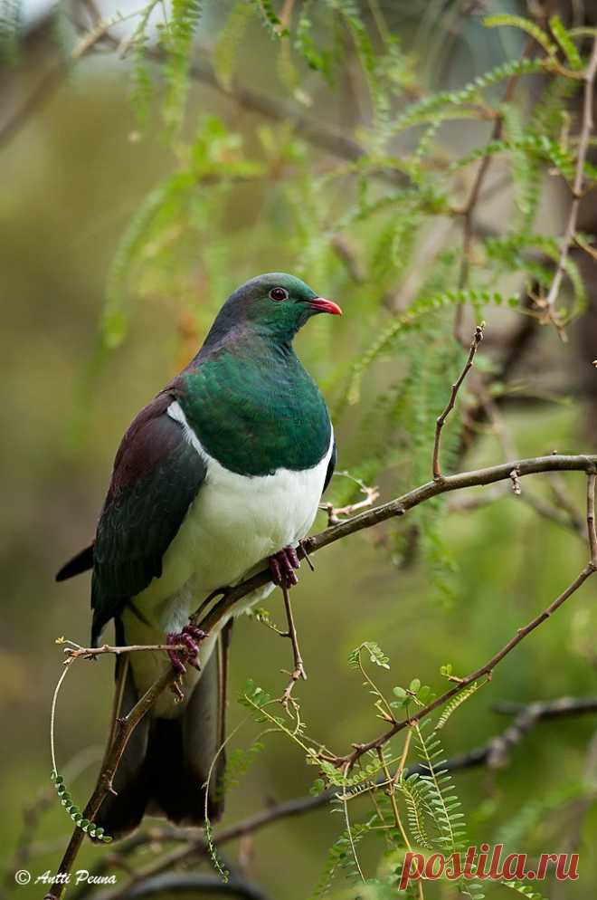Сем. Голубиные (Columbidae)
Новозеландский плодоядный голубь (Hemiphaga novaeseelandiae)