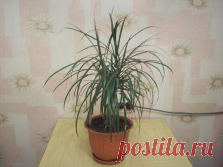 Моя драценочка — Талгар - городской портал