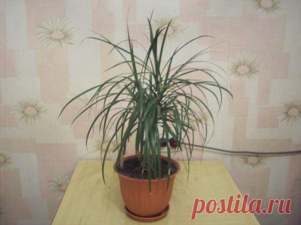 Моя драценочка — Талгар - городской портал