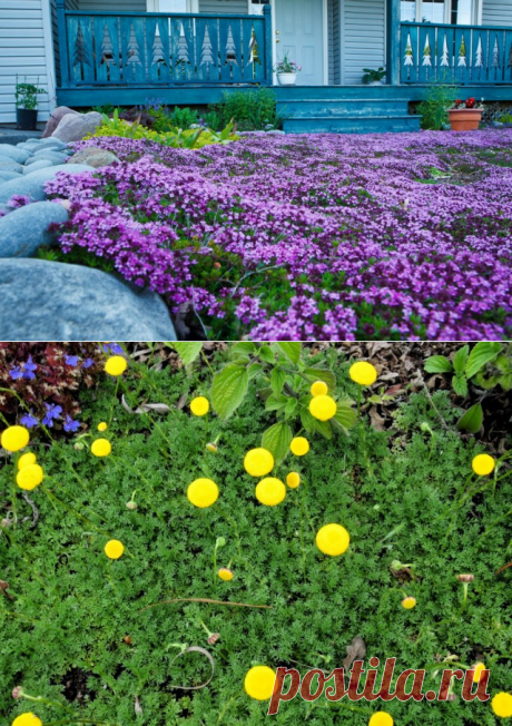 6 лучших альтернатив газону