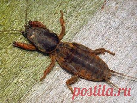 (67) Одноклассники