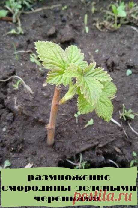 размножение смородины зелеными черенками