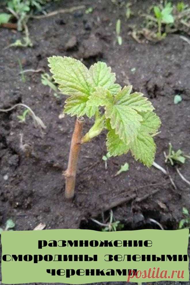 размножение смородины зелеными черенками