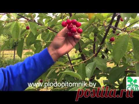 Какую вишню посадить - сорта для Московской области, Поволжья, Урала и др.